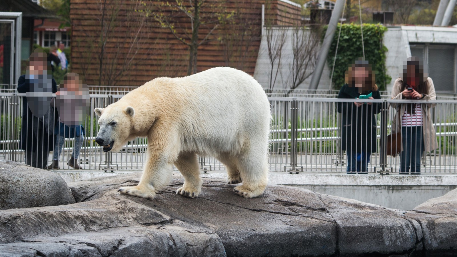 BORN TO ROAM: THE SUFFERING OF POLAR BEARS IN ZOOS